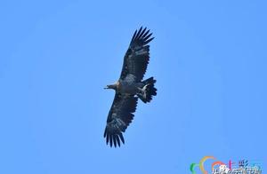 Rare in China! National Level Protected Bird, the Jade Belt White-bellied Sea Eagle, Spotted in Qinghua Sea