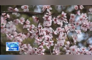 Promote Chongxin Culture and Tourism: Beautiful Spring Scenery Like a Painting