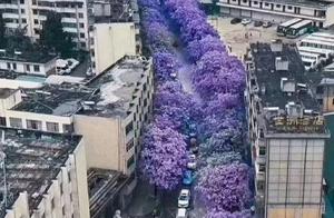Revisiting Kunming's 'Instagram Streets' Blue Bamboo Grove Street, Directly Beautiful!