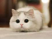 Can Cats See Things We Can't? Why They Suddenly Stare at the Ceiling