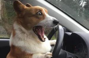 Corgis Are So Popular – 6 Reasons Why You Should Own One