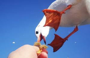 Spectacular Moments of Red Gull Hunting (Mobile Phone Photography)
