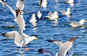 Seagulls Foraging and Playing in the Waters of Qinhaihdong Bay, Hebei