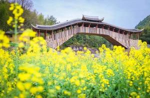 This Place in (Zhe Nan) Is Being Flooded by Rapeseed Flowers!