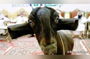 The World's Ugliest Goat: So Ugly It's Unrecognizable, Yet Selling for 450,000 Yuan!