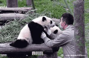 A Thousand Ways Giant Pandas Express Affection