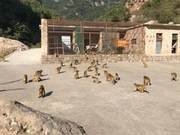 Wild Monkeys in the Shanxi Zoo Have Seen It All - The Shanxi Wild Monkeys Are Everywhere!