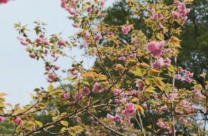 Enjoying Solitude with Cherry Blossoms in Ganzhou!