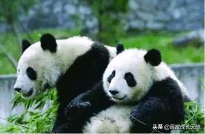 What to do if you can't rent giant pandas? Indians: No problem, we can make our own!