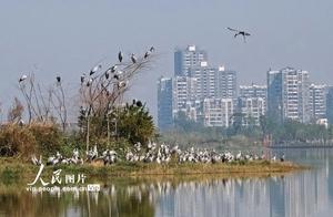 Kaiyuan: Beautiful Ecological Environment and Birds Flock to Reside