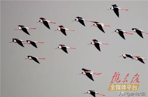 Flying Birds: The Beauty of Rhythm
