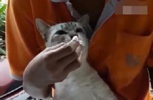 A Cat Who Loves Durian: The Owner Can't Keep Up With Its Speedy Eating!
