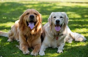 Is Your Golden Retriever Truly Purebred? Here's How to Tell by Checking These 7 Key Areas