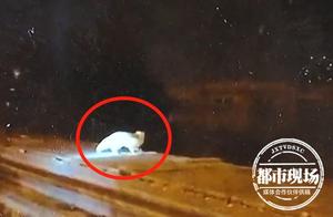 Injured Red Fox Wandering on a Bridge; Staff Say 'It Was Previously Illegally Raised'