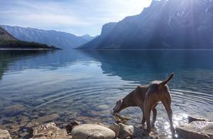 Feeding Dogs Water: There Are Many Considerations! These 2 Types of Water Should Be Drunk in Small Amounts, and These 4 Types of Water Should Not Be Drunk