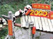 Baby Pandas Celebrate Chinese New Year