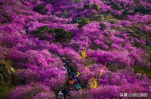 Ten Thousand Acres of Wild Rhododendrons Bloom in Spring, Qingdao is Absolutely Stunning – A Fairytale Landscape