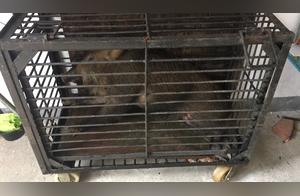 Where is the Wild 'Second Brother' Going! Let's Go Home with the 'Master' from the City Park