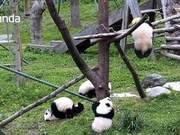 Heartbreaking! 8-Month-Old Panda Dies of Suffocation After Getting Entangled in Climbing Rope