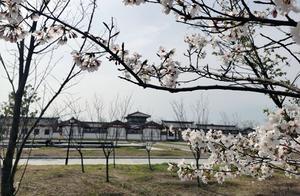 Anhui Gotian: Ten Miles of Cherry Blossoms in Bloom