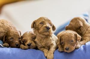 Is Your Teddy Dog a ‘Toddler’? Key Indicators for Identifying Purebreds