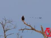 First Spotted of First-Class Protected Bird, Horned Puffinus, at Xingkai Lake