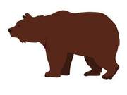 The color of a bear's fur contains a lot of information, what do you think it contains?