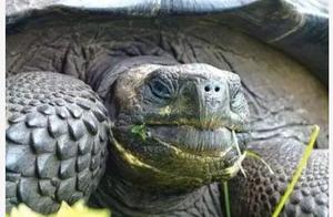 These Different Species, Have You Seen Them?