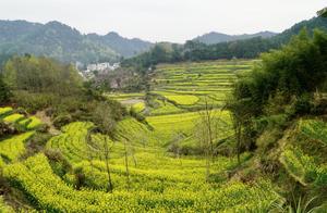 Anhui Huangshan Villages Suitable for Self-Driving Tours, Away from Crowds, No Tickets, Rapeseed Flower Terraces are Stunning