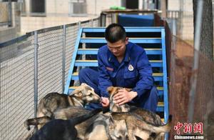 The 'Super Dad' Rescue Dogs
