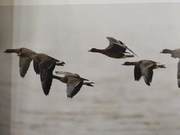 White-eyed Geese of the Yellow River Delta