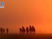 Kuwait: Camels in the Dawn