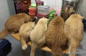 Cat Mom Gave Birth to 3 Kittens, Now They're 3 Times Her Size!