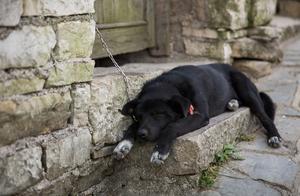 6 Methods to Check if Your Dog is Sick - Practical and Useful for Dog Owners