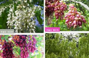Guangdong Hid a Grass Yellow Flower Base, Charming ‘Little Sprites’ Beautify the March Sky