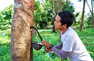 Chinese Tourists Visiting Thailand, Most Love This Fruit Garden, Eating Tropical Fruits Until Full