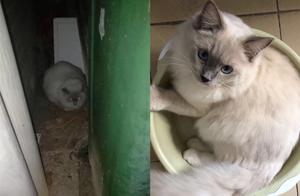 How to Quickly Find a Missing Cat