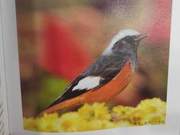Red-bellied Shrike of the Yellow River Delta