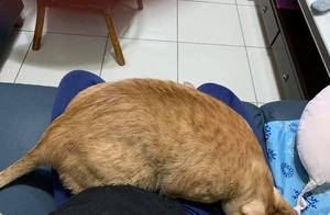 Overweight Orange Cat Has an Extremely Large Appetite, After Finishing Its Own Cat Food, It Goes To 'Beg' For Its Neighbor's Dog's Food