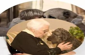 From Pets to Animal Companions: A Reflection of Status or the Contemporary Experience of Hardship and Resignation?