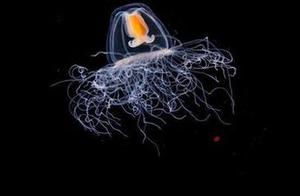 Beacon Light Jellyfish: A Gift of Perpetual Youth