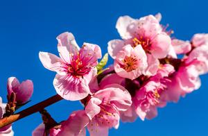 Peach Blossoms of Xishan
