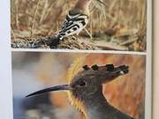Yellow River Delta Birds – Dai Sheng
