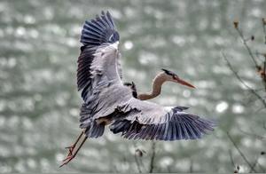 Hundreds of Grey Herons Nest on Yellow River Banks