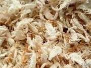 The Most Critical Factors for Scorpion Cannibalism During Molting: Uneven Growth and Irregular Molting