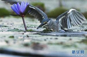 Green Heron in the City