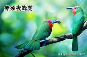 Bee Hummingbirds (Meropidae): Current Status and Identification in China