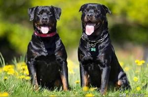 The Five Kings Among the Powerful Dogs, Each a Ruthless Character