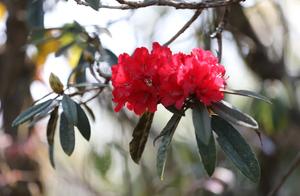 Azaleas of Yanziying, Mojian: Stunning the Entire Spring