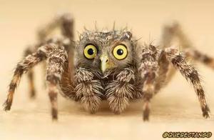 Rare Animal Strange Expressions!